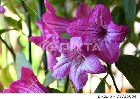 ルエリア・マクランサのピンク色の花 ルエリア・マクランサのピンク色の花 75725004