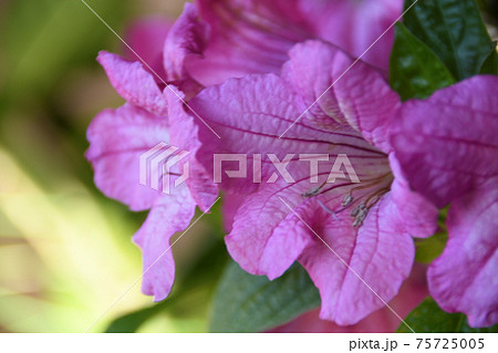 ルエリア・マクランサのピンク色の花 ルエリア・マクランサのピンク色の花 75725005