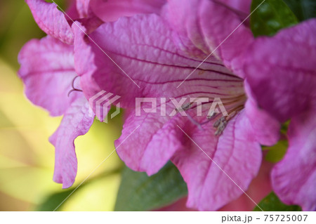 ルエリア・マクランサのピンク色の花 ルエリア・マクランサのピンク色の花 75725007