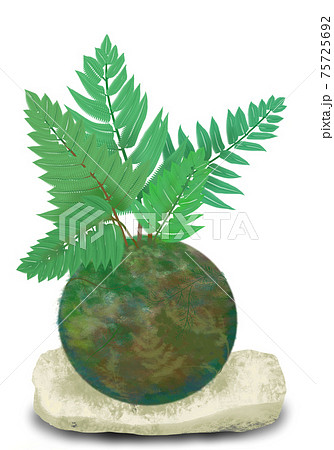 トキワシノブ シダ の苔玉 涼しげな白い石の皿の飾り Fern On Kokedamaのイラスト素材