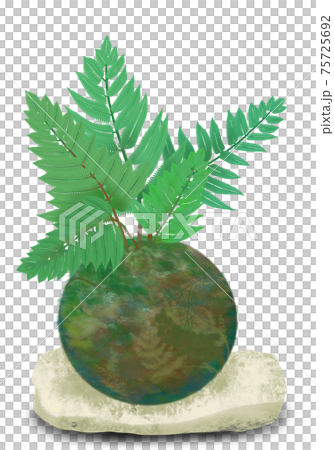 Tokiwashinobu (fern) moss ball, a cool white stone plate decoration fern on Kokedama Tokiwashinobu (fern) moss ball, a cool white stone plate decoration fern on Kokedama 75725692