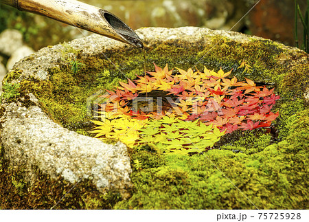 楊谷寺の紅葉　京都の紅葉の名所　もみじの花手水　紅葉の絶景スポット 75725928