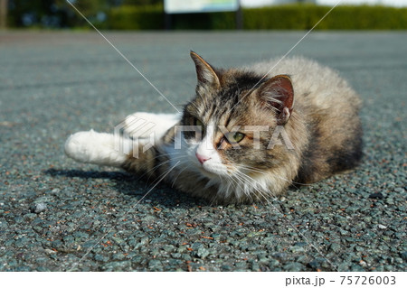 子猫達も自立し春の妊娠まで英気を養うキジトラ白の野良猫メス 子猫達も自立し春の妊娠まで英気を養うキジトラ白の野良猫メス 75726003