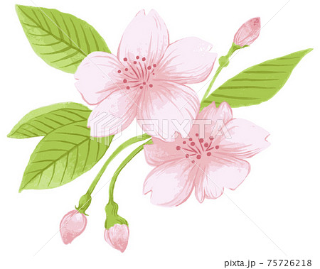 桜 手描きのイラスト素材
