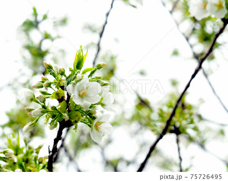 雨上がりの朝　オオシマザクラ 75726495