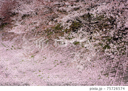 桜の美しい風景 75726574