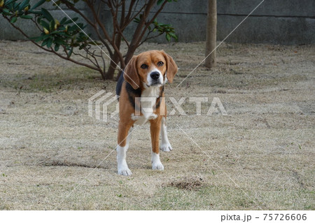 庭の芝生にいるビーグル犬の写真素材