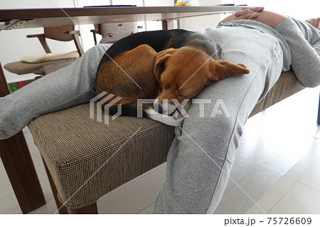 家の中で人と一緒に寝るビーグル犬の写真素材