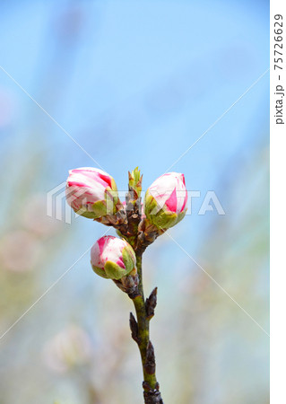 白とピンク絞りのかわいい桃の花の蕾青空バックの写真素材
