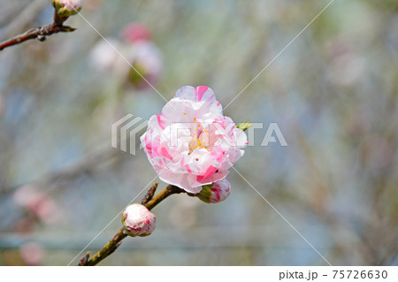 春に開花する白とピンク絞りの八重咲の花桃一輪の写真素材