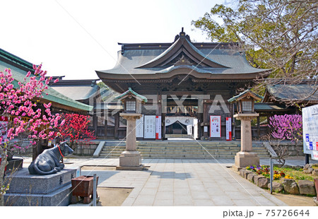 桃の名所直方市の多賀神社神門と桃の花 75726644
