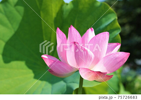 大賀ハス 75726683