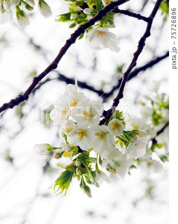 雨上がりの朝　オオシマザクラ 75726896