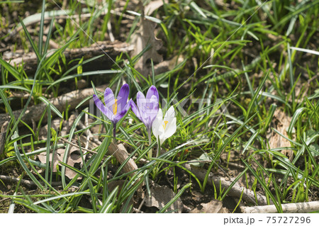 Crocus blooming Crocus blooming 75727296