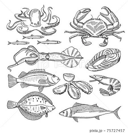 Hand drawing illustrations of sea food for restaurant menu 75727457