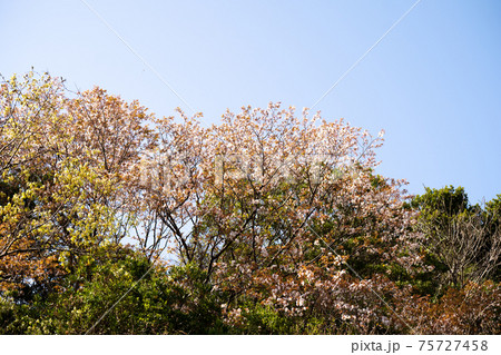 山桜 75727458