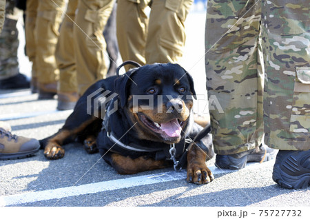 Police dog rottweiler laying down near feet of policemen 75727732
