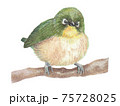 小枝にとまるメジロ 75728025