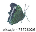 翅をわずかに開いているルリタテハ 75728026