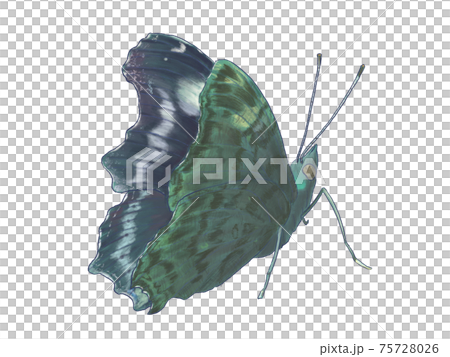 Kaniska canace with slightly open wings Kaniska canace with slightly open wings 75728026