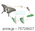 ナミアゲハの発生サイクル 75728027