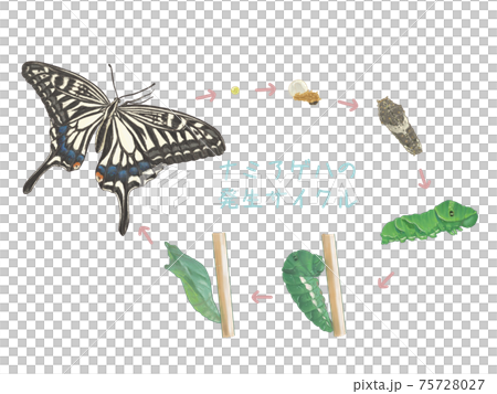 Swallowtail outbreak cycle 75728027