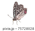 リアルタッチのアカボシゴマダラ 75728028