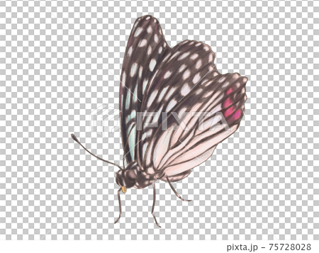 Real Touch Akaboshi Gomadara 75728028