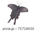 翅を広げてとまるジャコウアゲハ 75728030