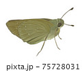 リアルタッチのチャバネセセリ 75728031