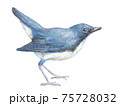 尾を上げるコルリ 75728032