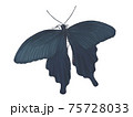 翅を広げてとまるクロアゲハ 75728033