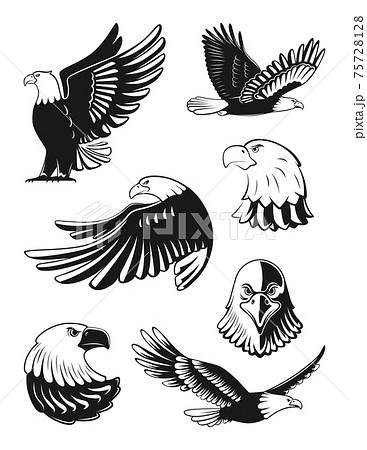 Monochrome Illustrations Set Of Eagles のイラスト素材