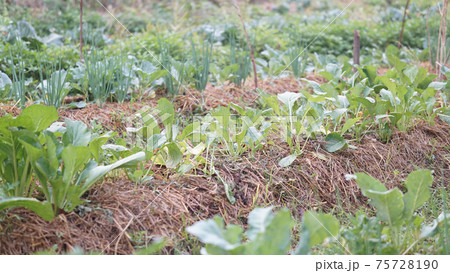 vegetable plant growing in garden vegetable plant growing in garden 75728190