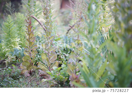 lettuce vegetable growing in garden for collecting seeds 75728227