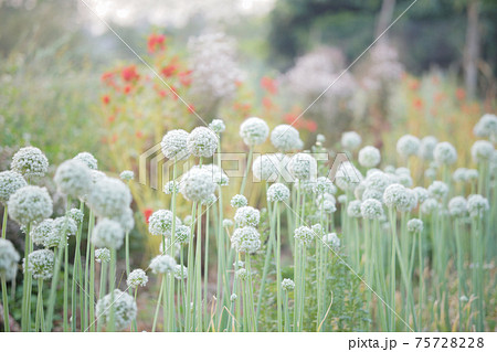 Allium shallot onion garlic chives scallion leek flower growing in field Allium shallot onion garlic chives scallion leek flower growing in field 75728228