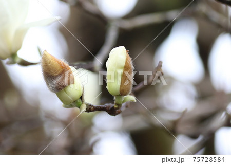 春に咲く、ハクモクレンの花 春に咲く、ハクモクレンの花 75728584