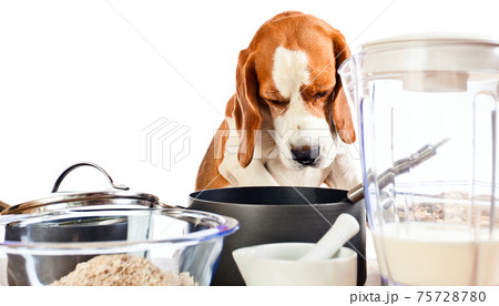 beagle in kitchen beagle in kitchen 75728780