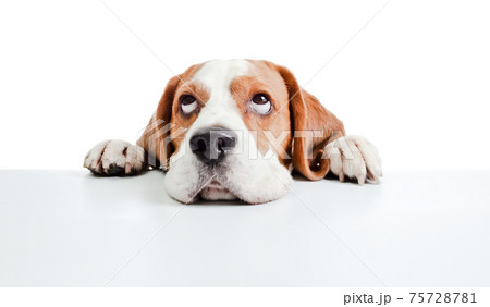 beagle head isolated on  white 75728781
