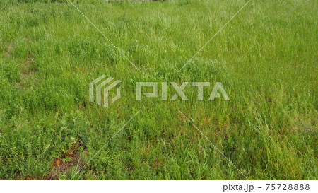 草原 野原 雑草 土地 草原 野原 雑草 土地 75728888