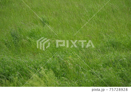 草原 野原 雑草 土地 草原 野原 雑草 土地 75728928