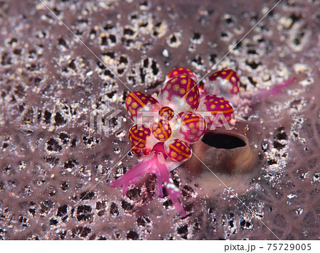 カノコウロコウミウシ カノコウロコウミウシ 75729005