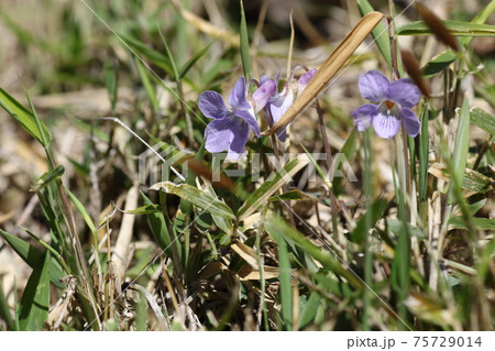 可憐な紫に咲く、タチツボスミレ 75729014