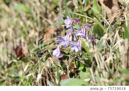 可憐な紫に咲く、タチツボスミレ 可憐な紫に咲く、タチツボスミレ 75729018