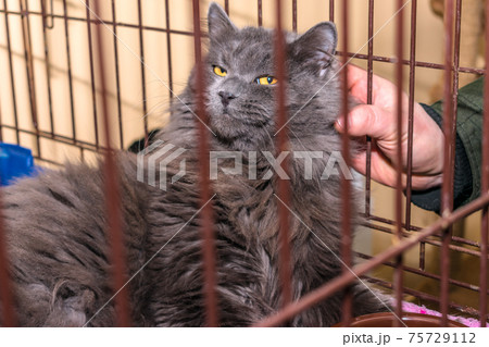 Man scratches behind the ear of a Maine Coon cat through the grate of the cage 75729112