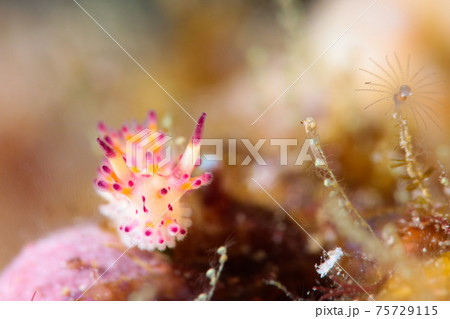 センヒメウミウシ センヒメウミウシ 75729115