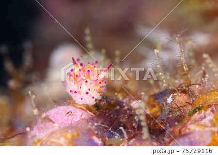 センヒメウミウシ 75729116
