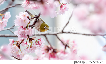 サクラとメジロ サクラとメジロ 75729277