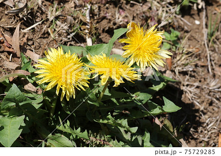 日本在来のタンポポ、カントウタンポポ 日本在来のタンポポ、カントウタンポポ 75729285