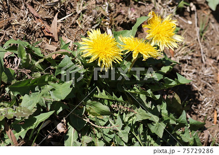 日本在来のタンポポ、カントウタンポポ 75729286